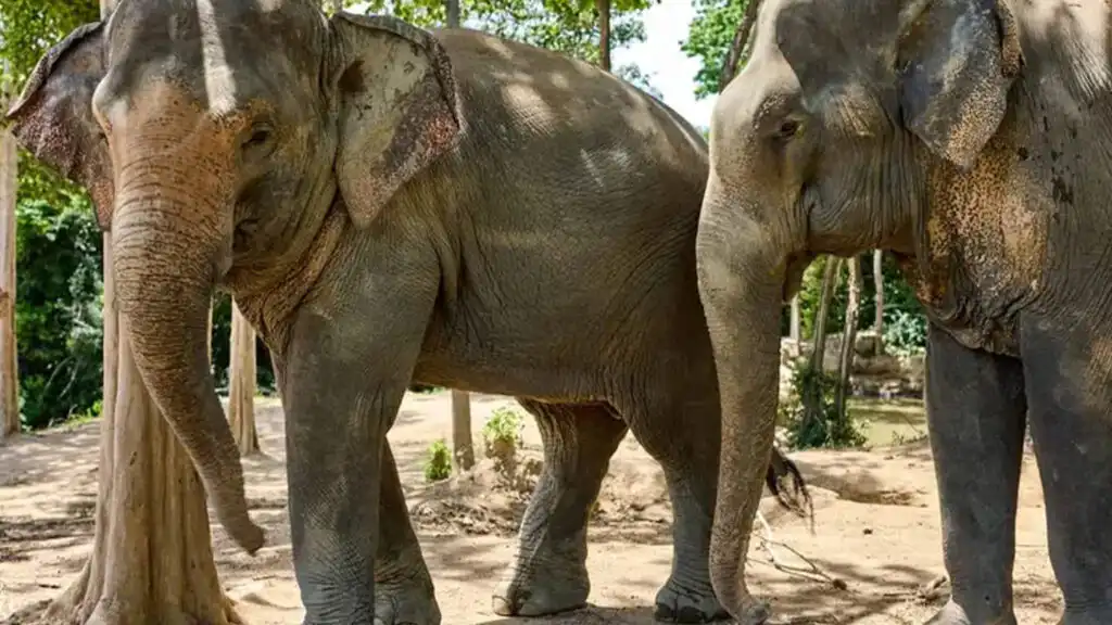 the-emotional-depth-of-elephants-04 The Emotional Depth of Elephants