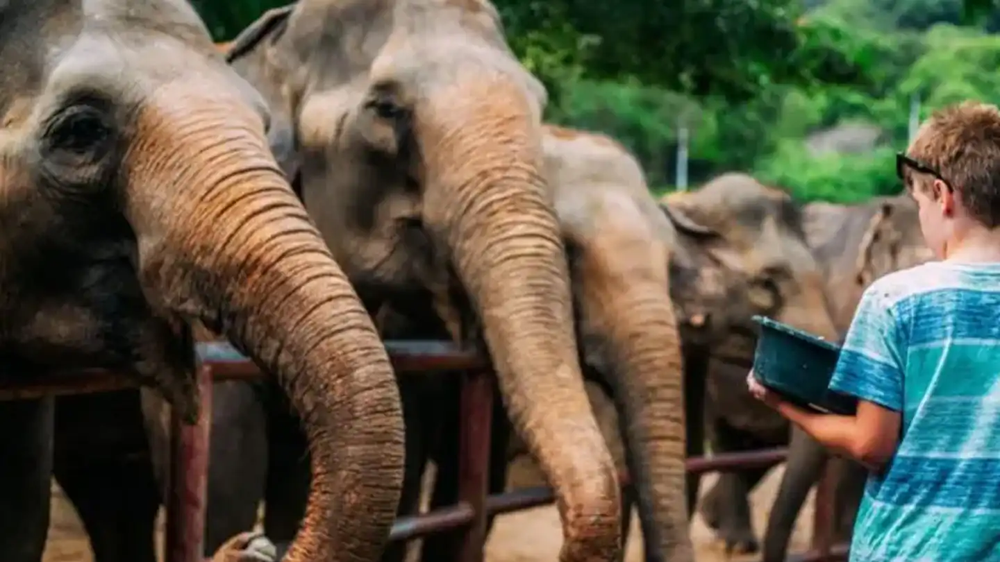 Young boy feeding elephants