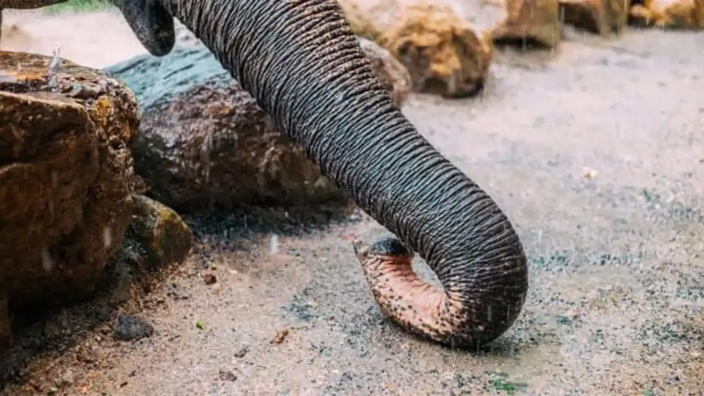 Trunk of an elephant resting on the ground