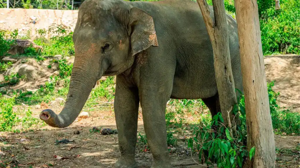 wlephant-health-and-wellness-03 Elephant Health and Wellness