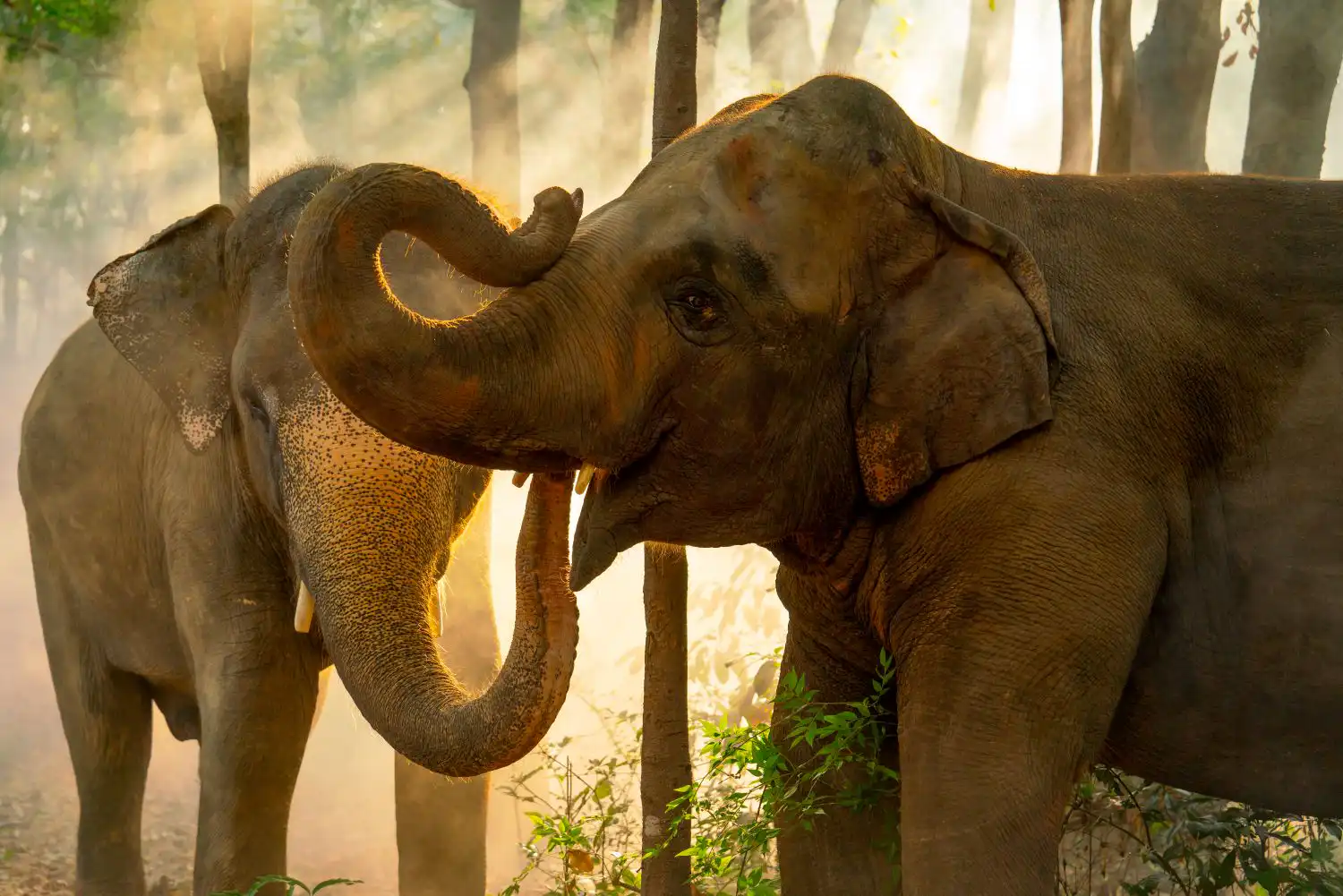 Elephants bonding at Samui Elephant Haven