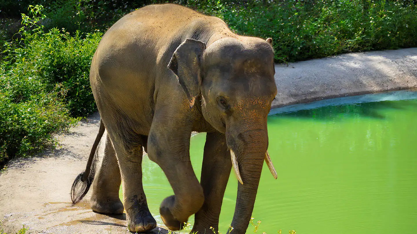 Elephant Perm Poon strolling beside the pool