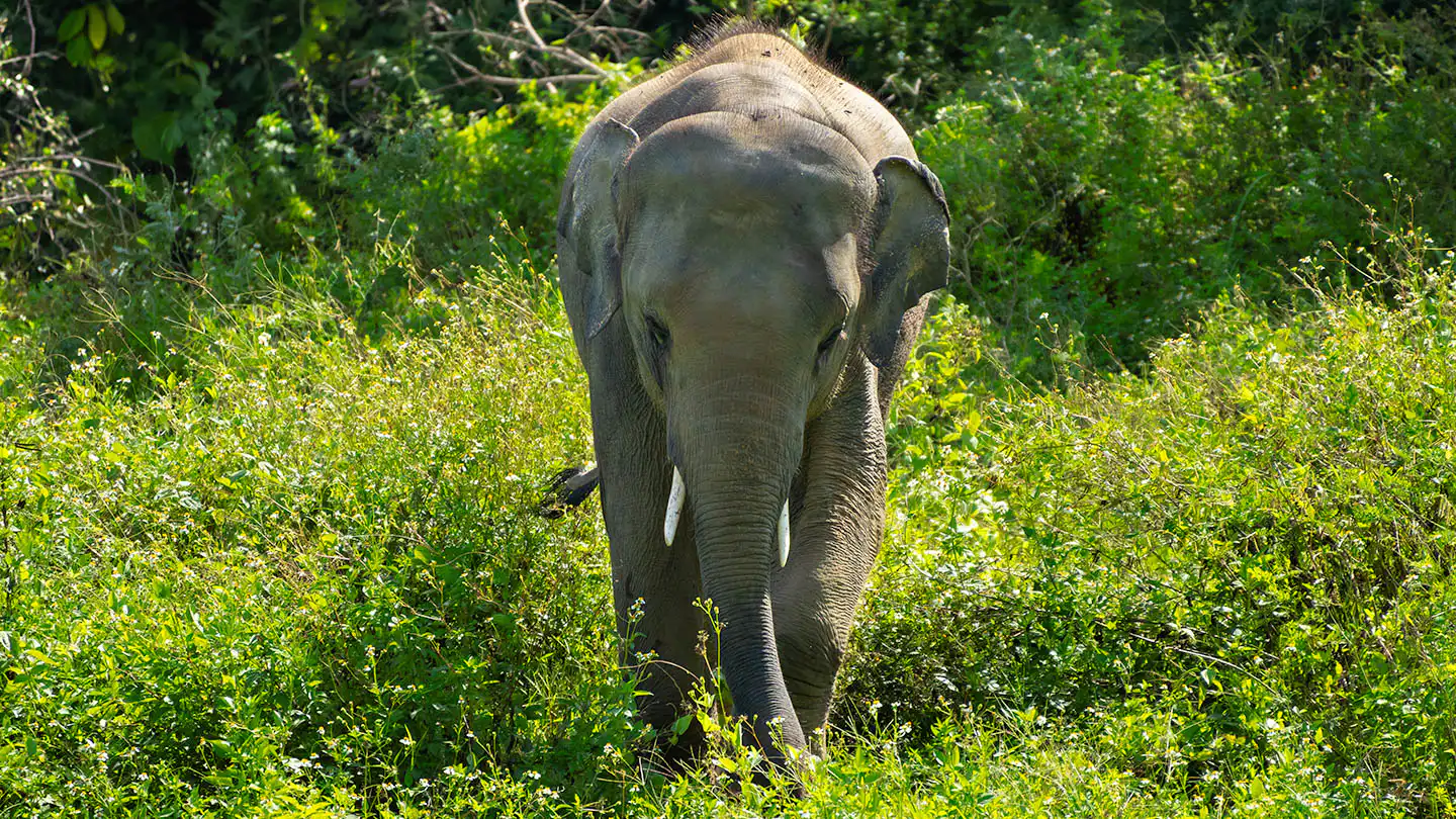 Somboon | Samui Elephant Haven