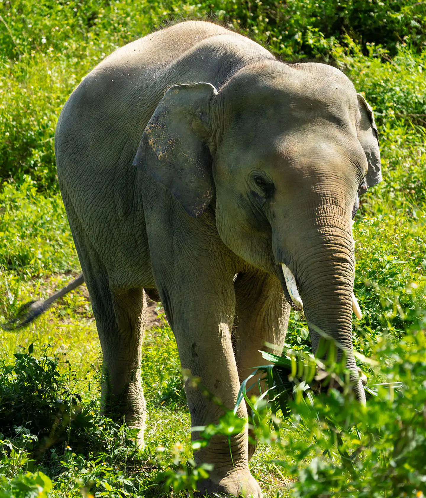 Somboon walking around Koh Samui Sanctuary