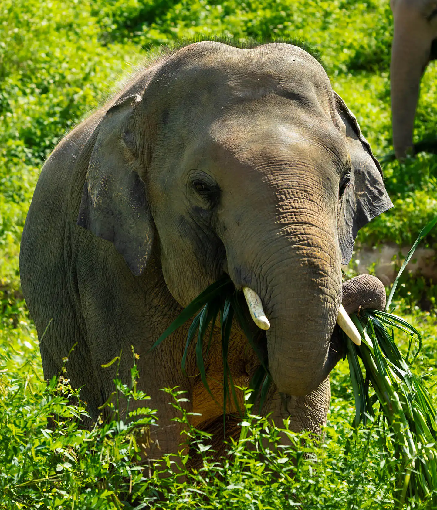 Somboon eating leaves