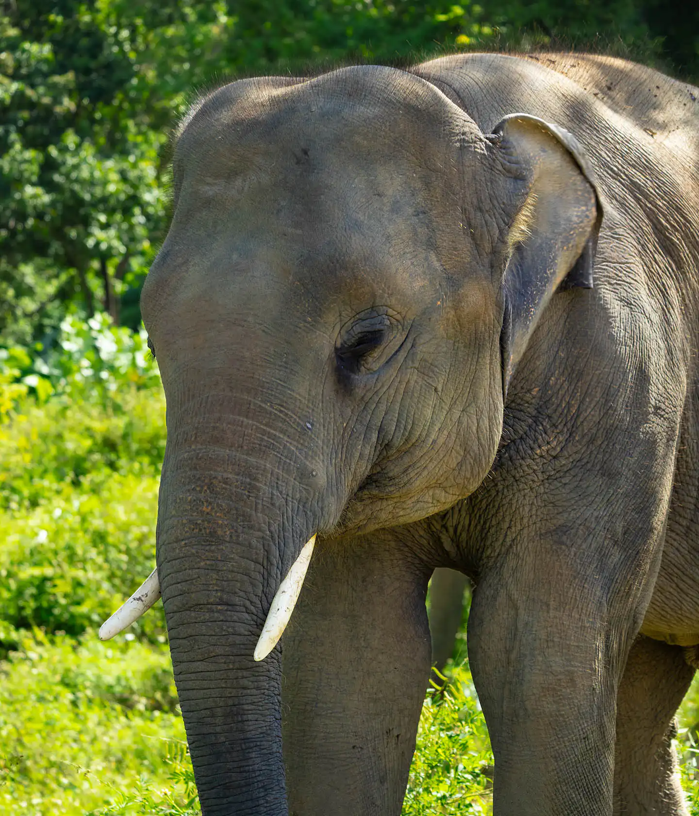Somboon | Samui Elephant Haven