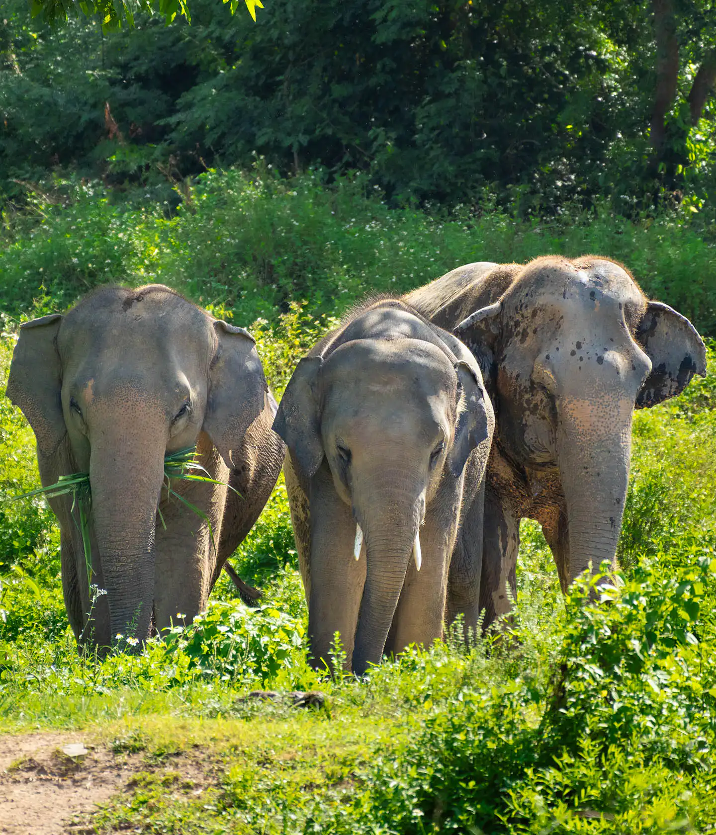 Somboon and her friends in Samui Elephant Haven