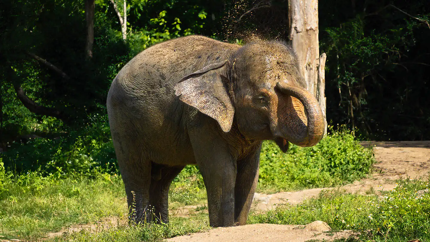 Moloair spraying dirt on itself using its trunk
