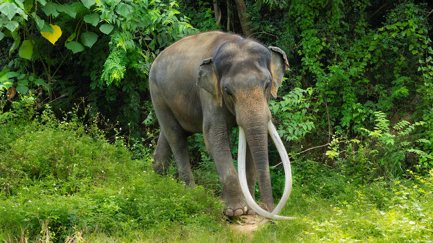 Samui Elephant Haven - Plai Bank