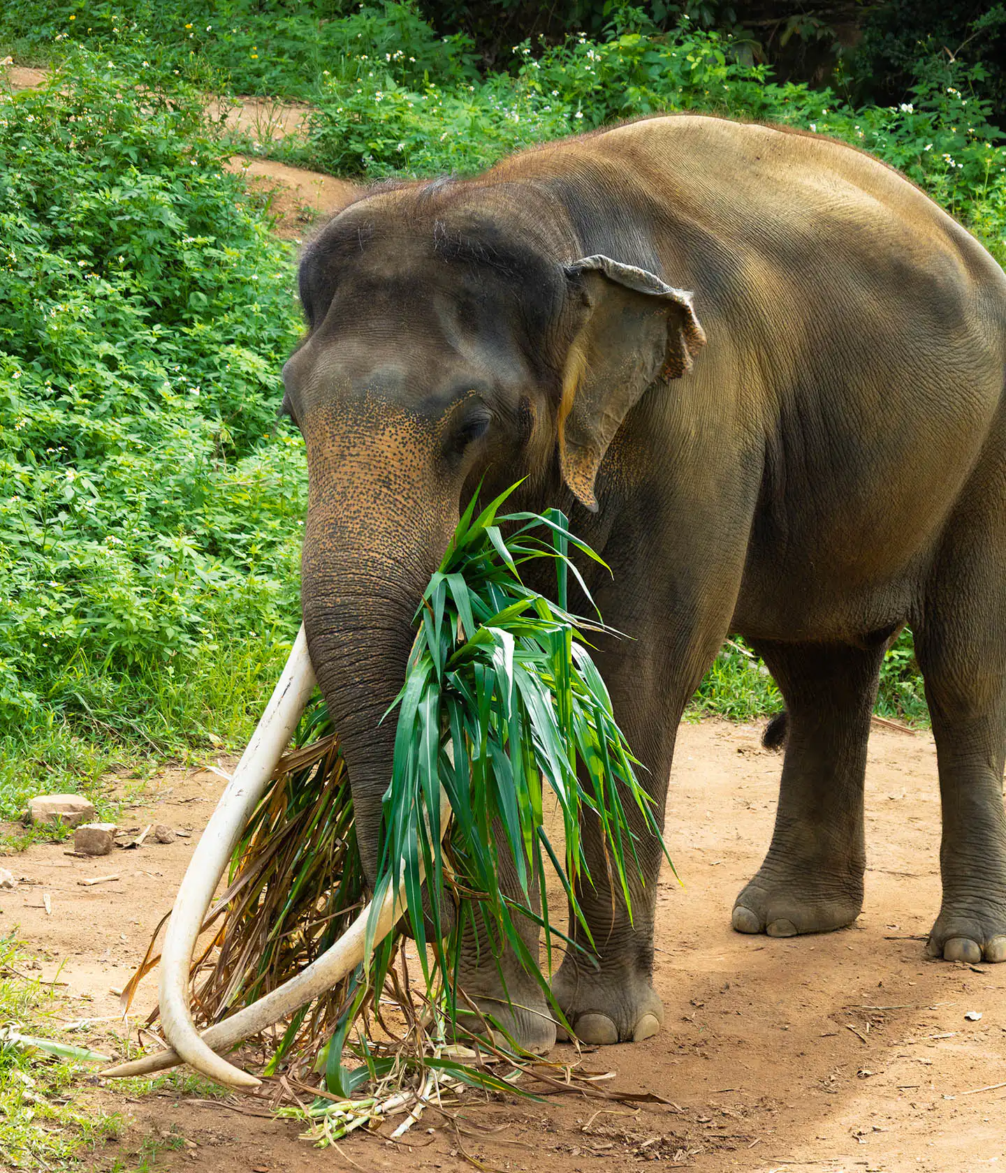 Plai Bank munching on leaves