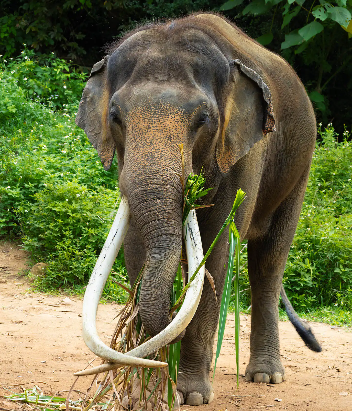 Samui Elephant Haven - Plai Bank