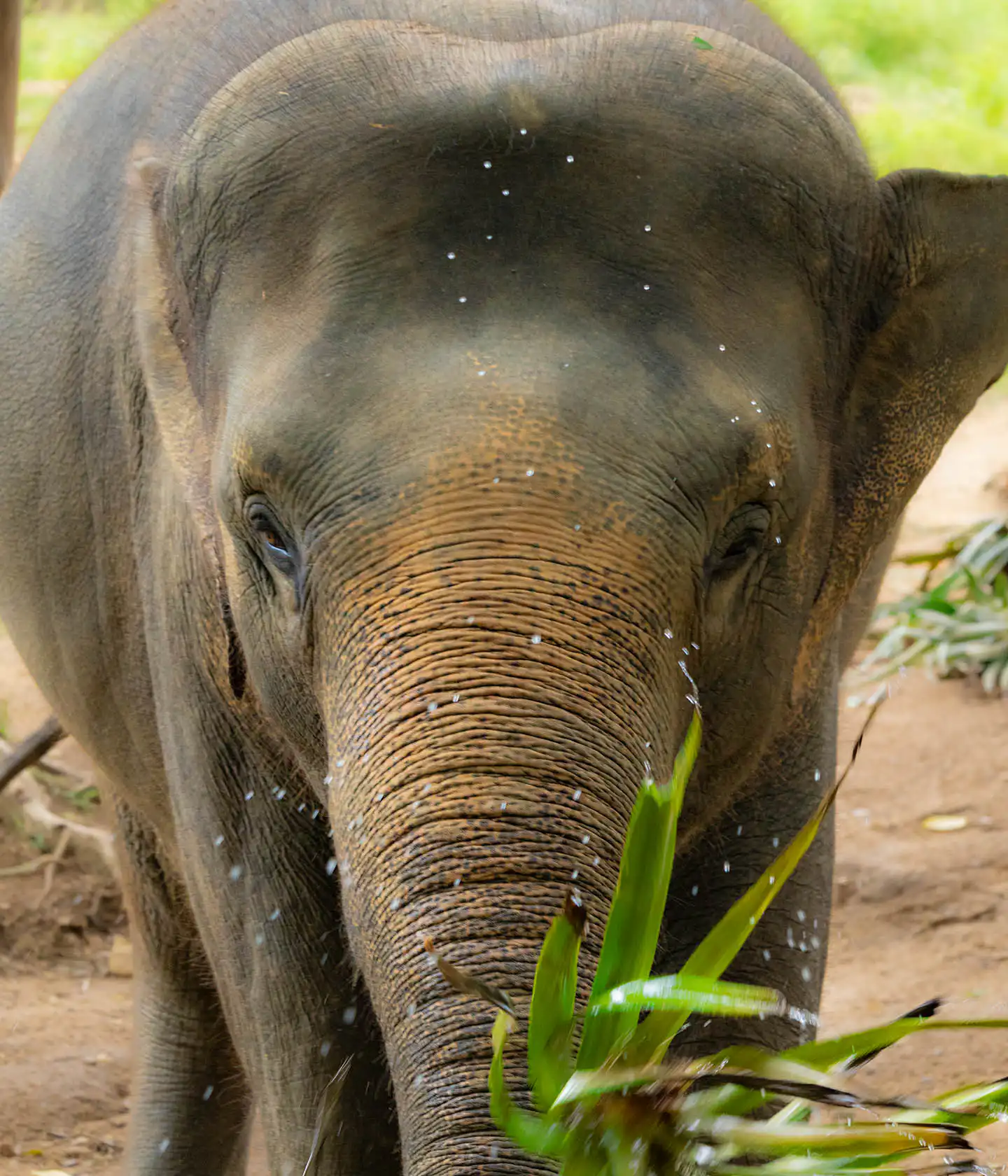 Samui Elephant Haven - Samui