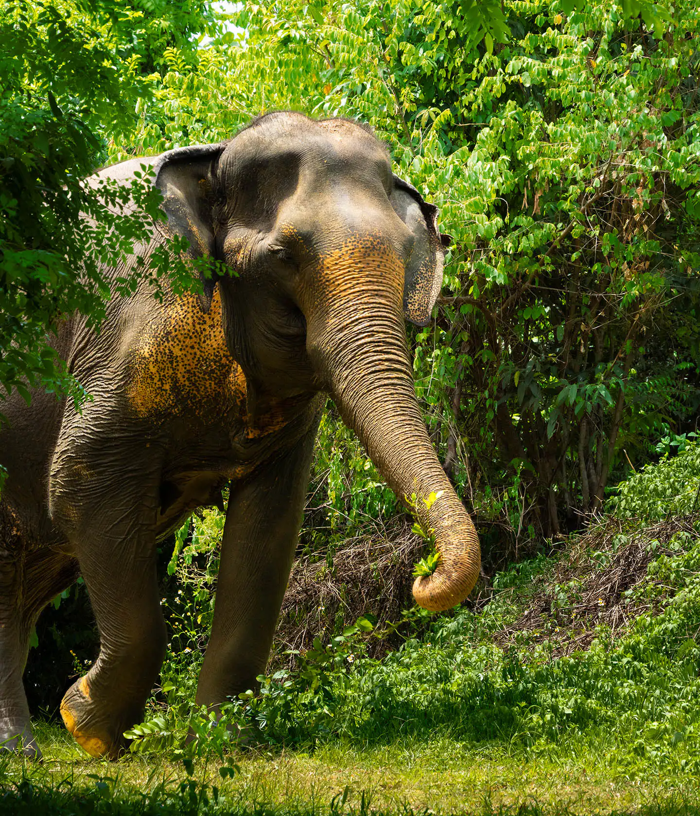 Elephant Sudarat holding stalks with her trunk