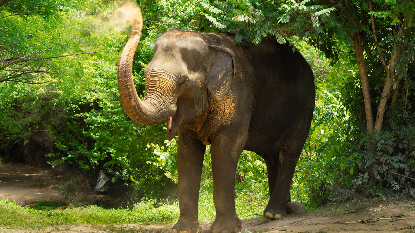 Elephant Sudarat dusting herself using her trunk
