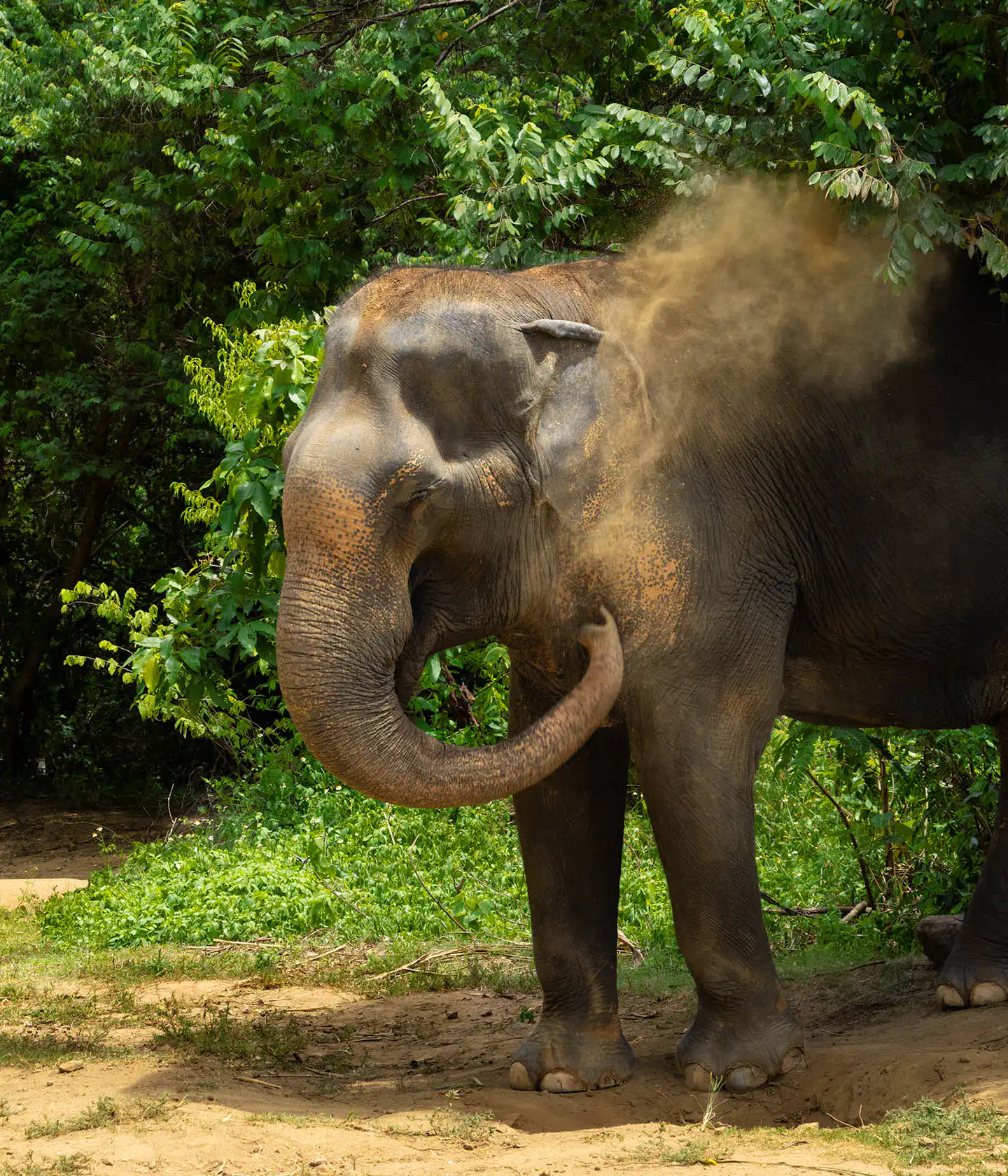 Samui Elephant Haven - Sudarat