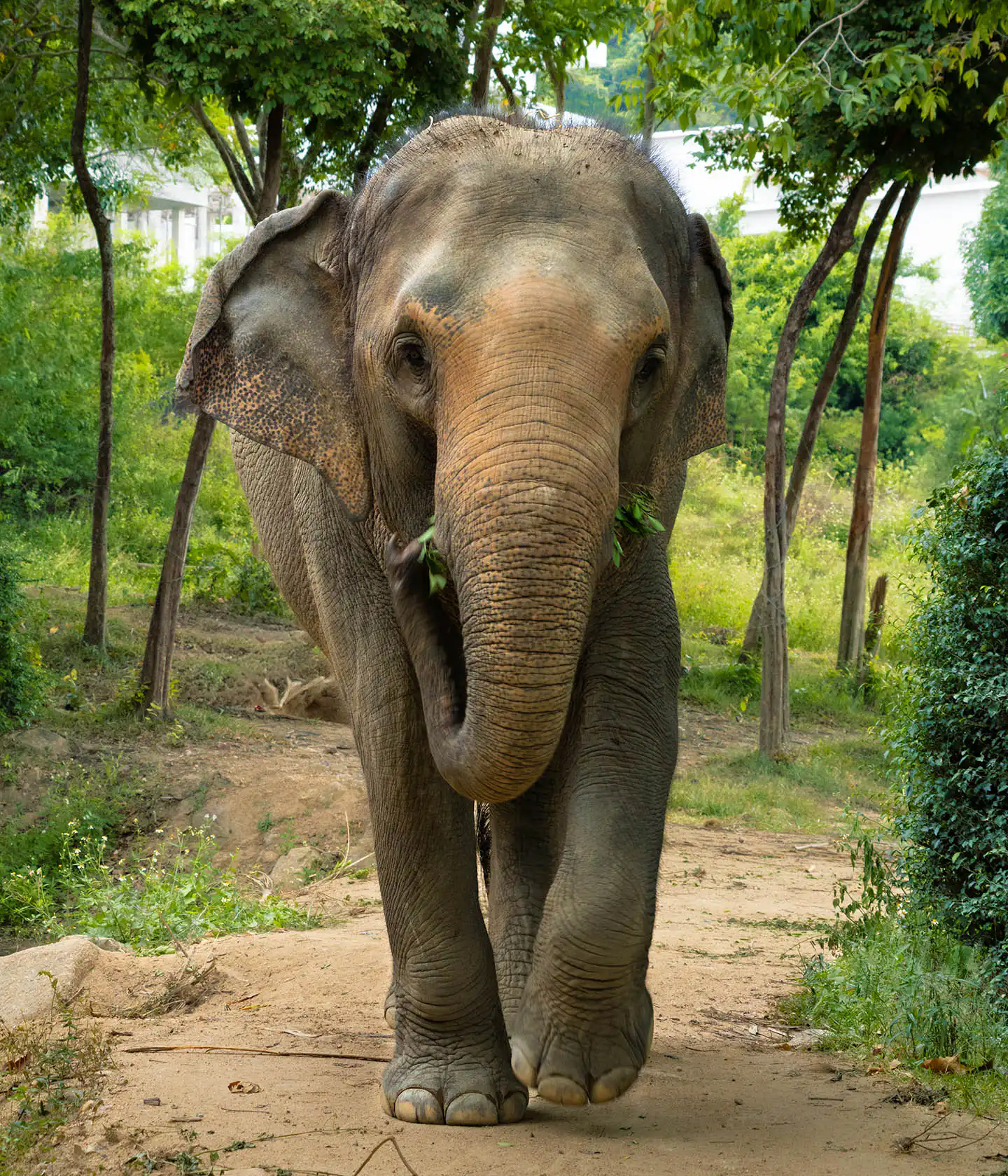 Moloair | Samui Elephant Haven