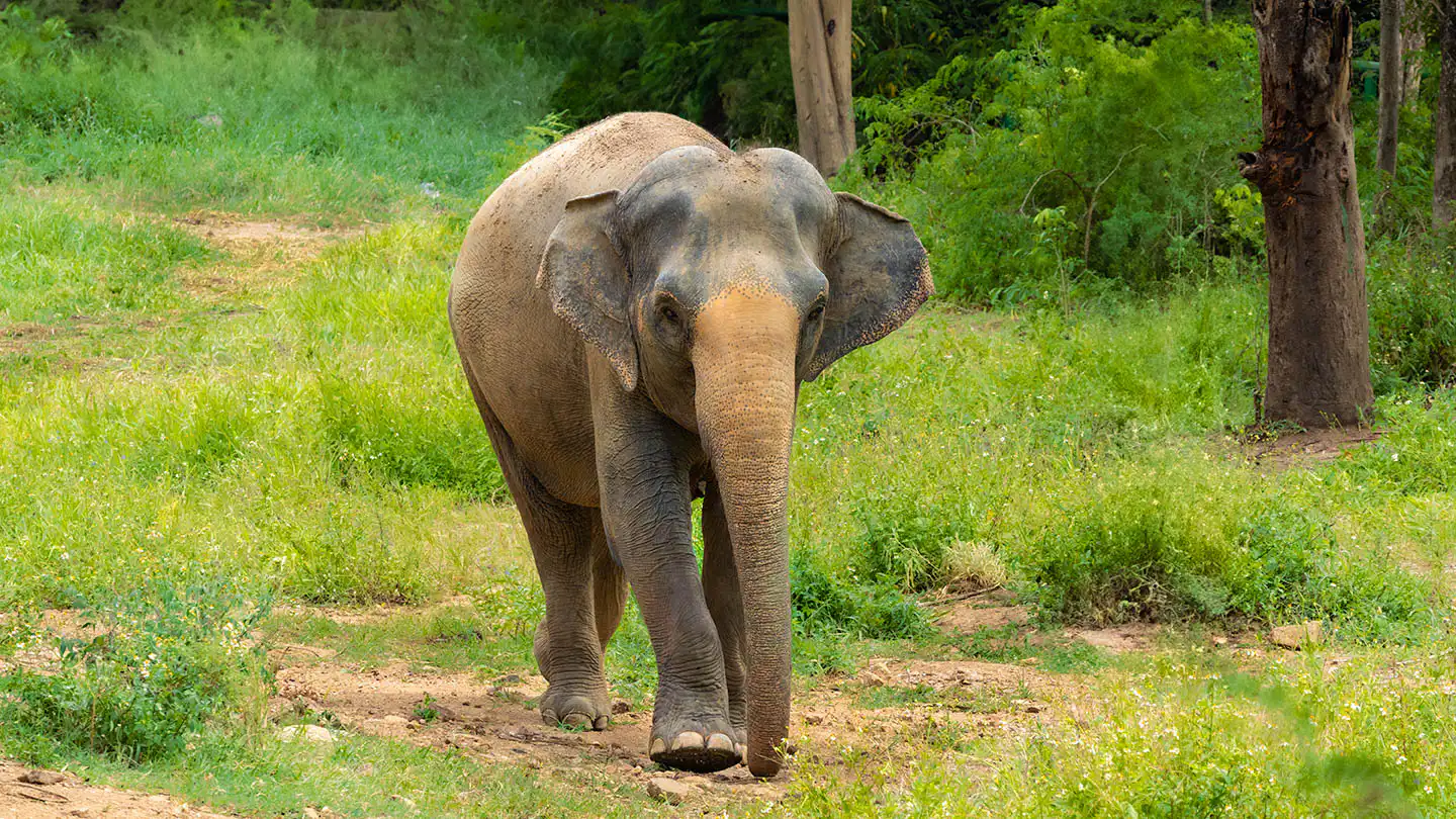 Aom roaming around Koh Samui Sanctuary