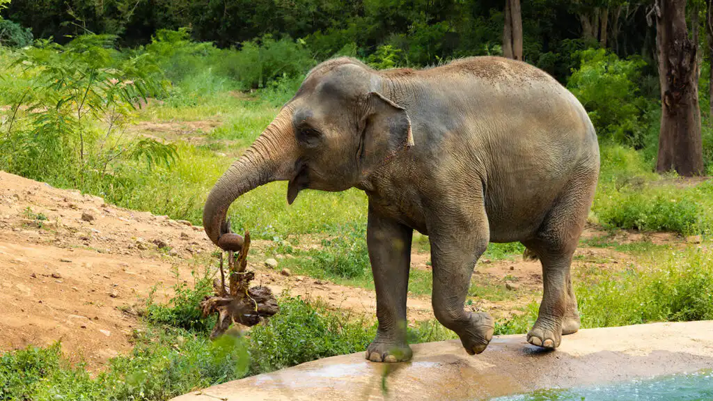 Samui Elephant Haven - Aom Samui Elephant Haven - Aom