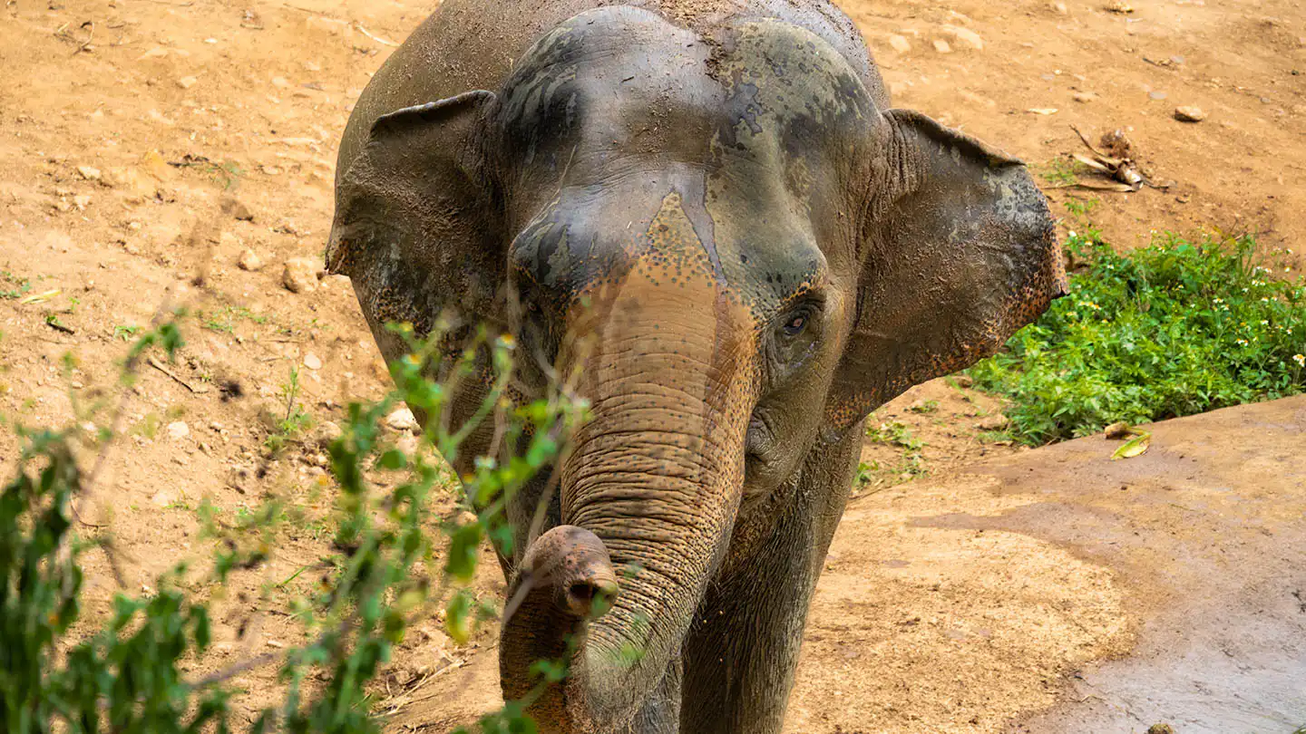 Samui Elephant Haven - Aom