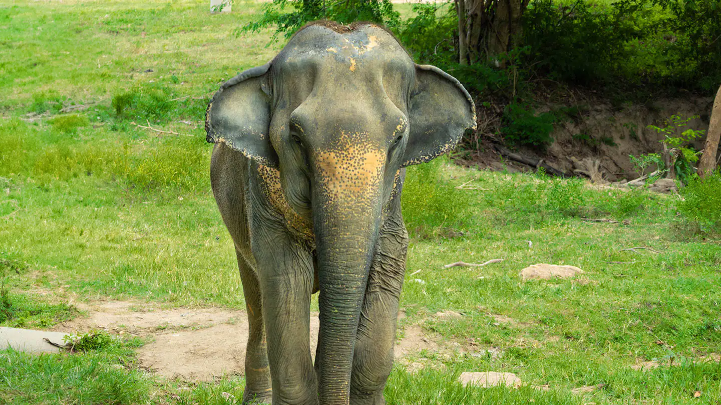 Sri Nin | Samui Elephant Haven