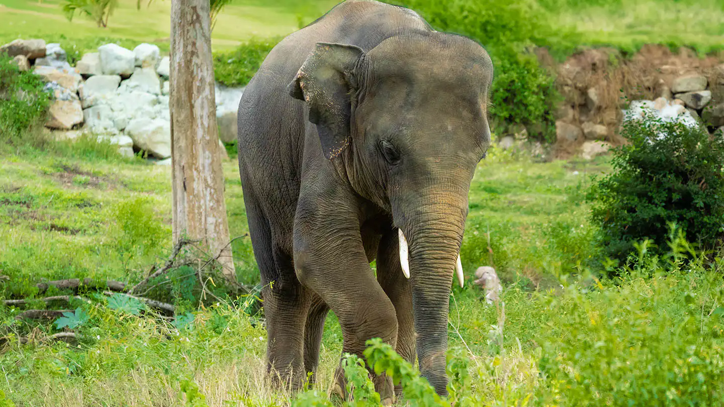 Samui Elephant Haven - Activities