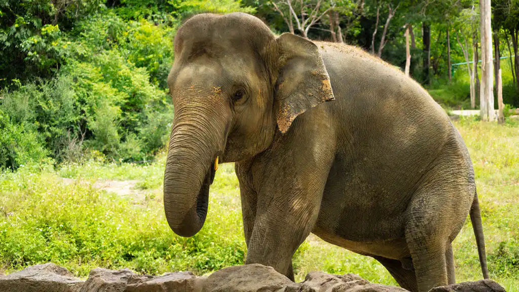 Samui Elephant Haven - Nong Pech Samui Elephant Haven - Nong Pech