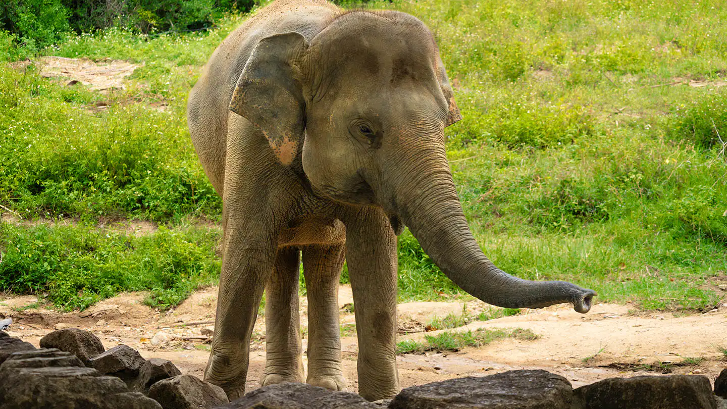 Samui Elephant Haven - Activities