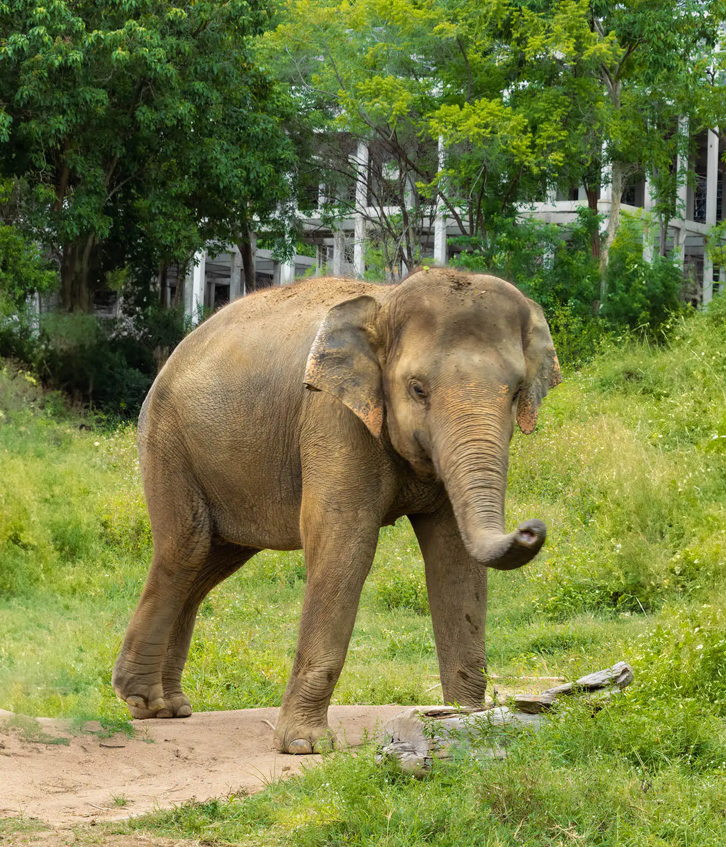 Elephant in Samui Elephant Haven
