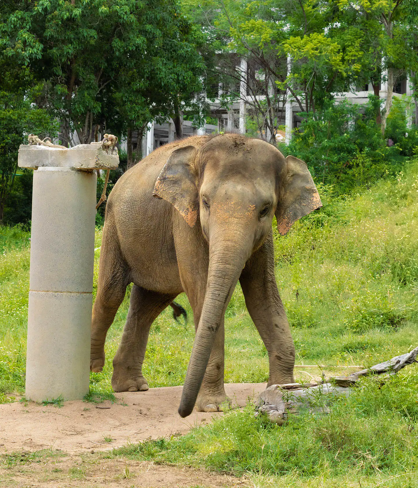 Elephant roaming around Samui Elephant Haven