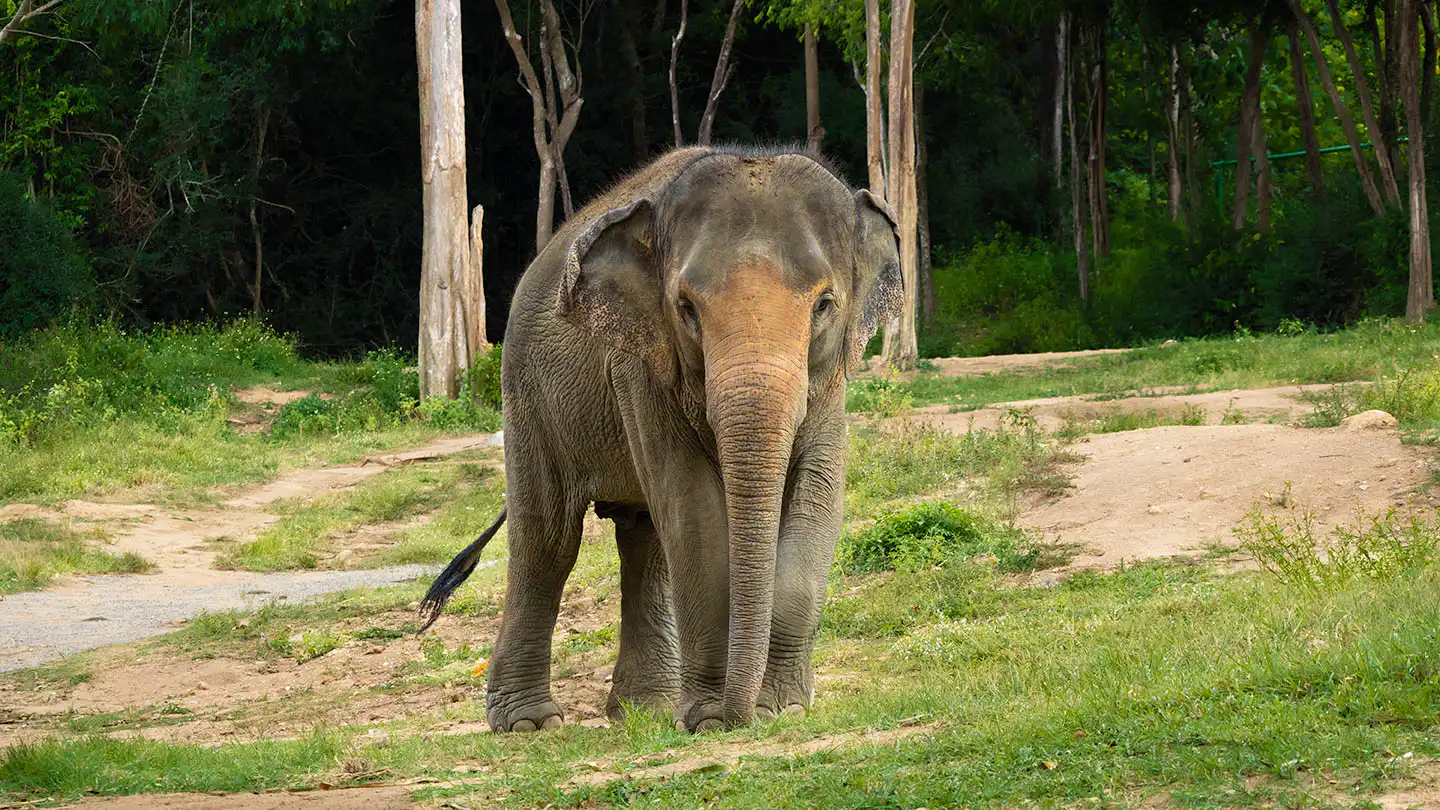Samui Elephant Haven - Moloair