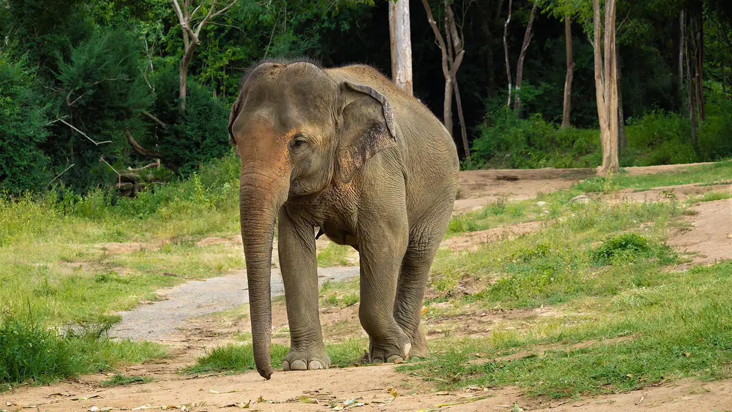 Moloair taking a stroll in Koh Samui Sanctuary