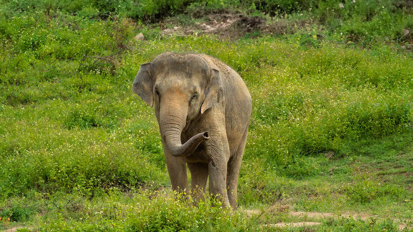 Samui Elephant Haven - Samui