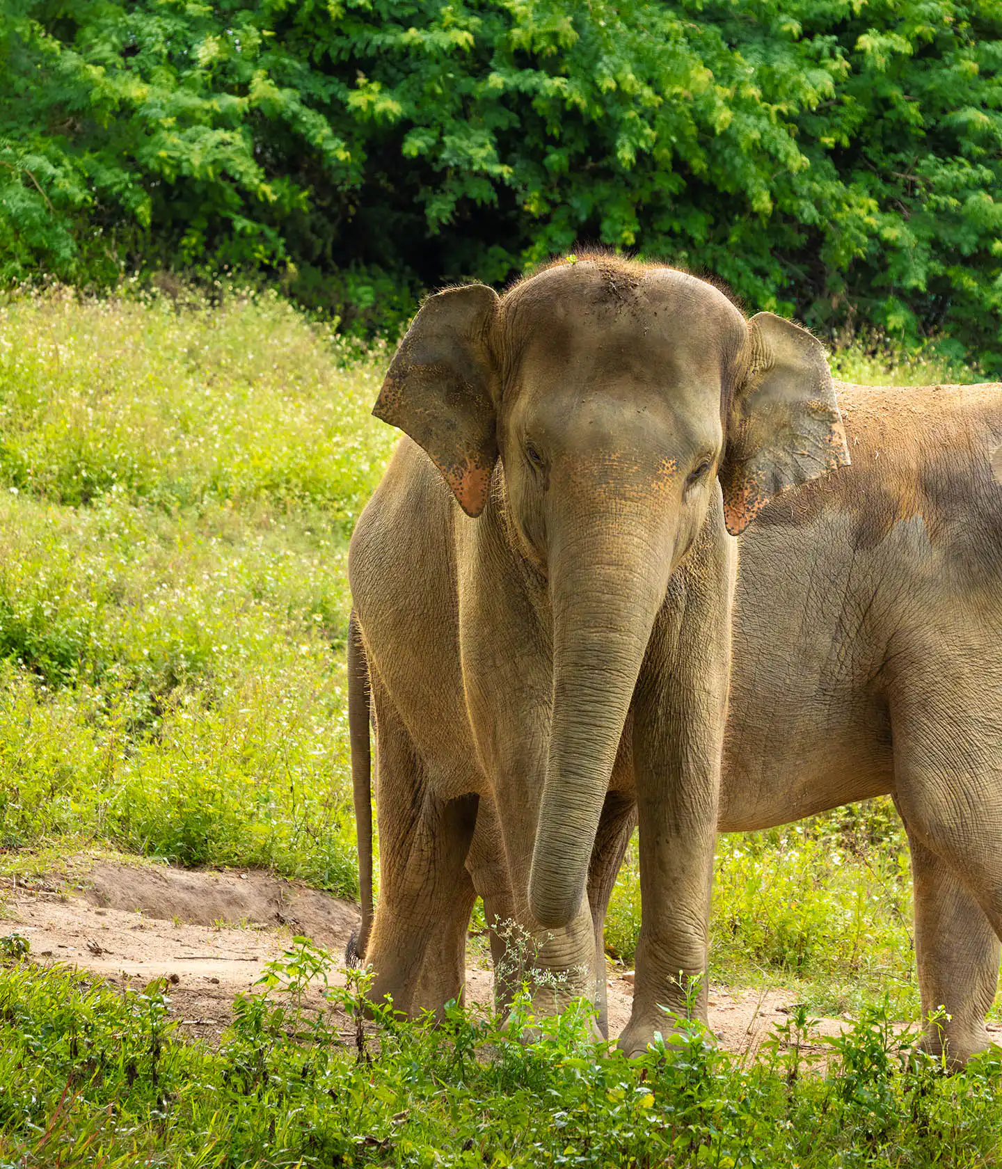 Elephant in Koh Samui Sanctuary
