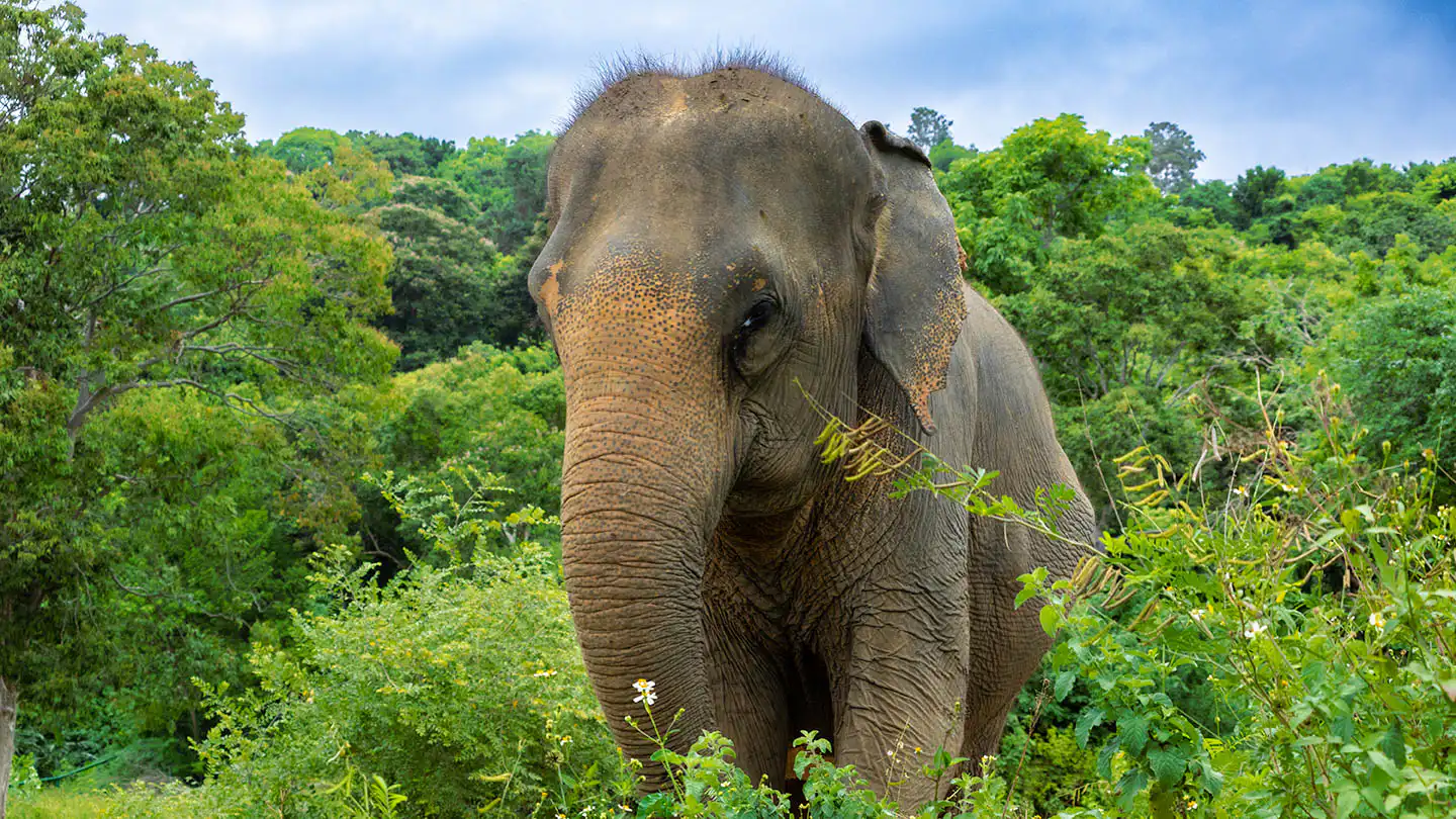 Somboon | Samui Elephant Haven
