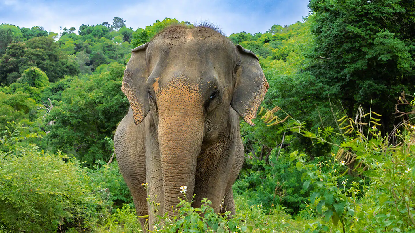 Somboon | Samui Elephant Haven
