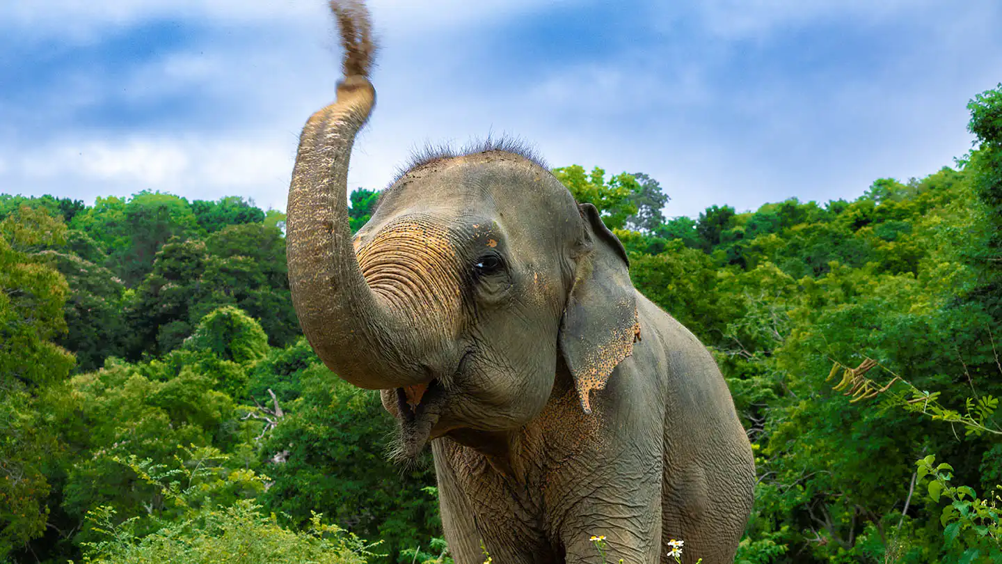 Samui Elephant Haven - Activities