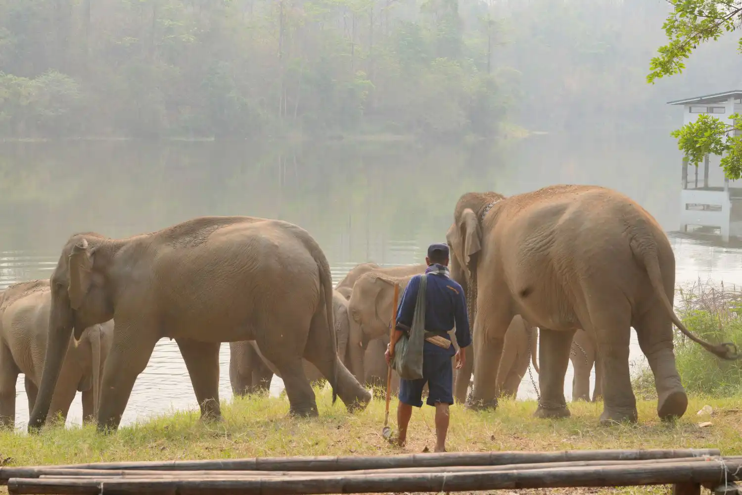 Elephants with their caretaker
