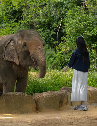 Samui Elephant Haven - Activities