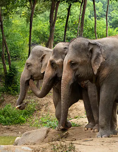 Samui Elephant Haven - Activities