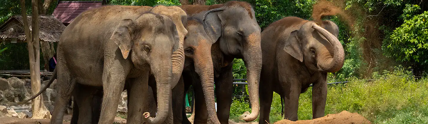 Samui Elephant Haven