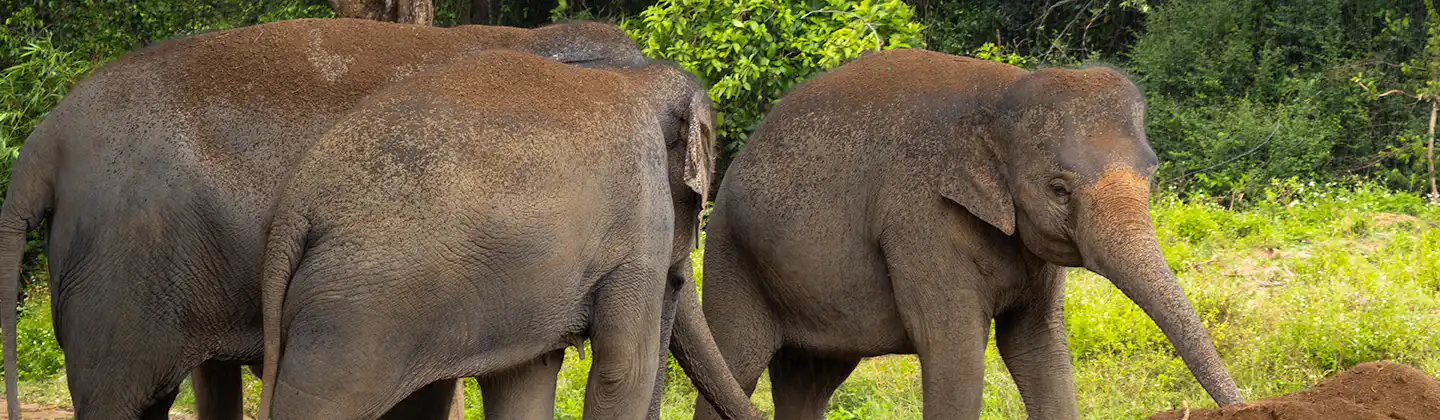 Samui Elephant Haven