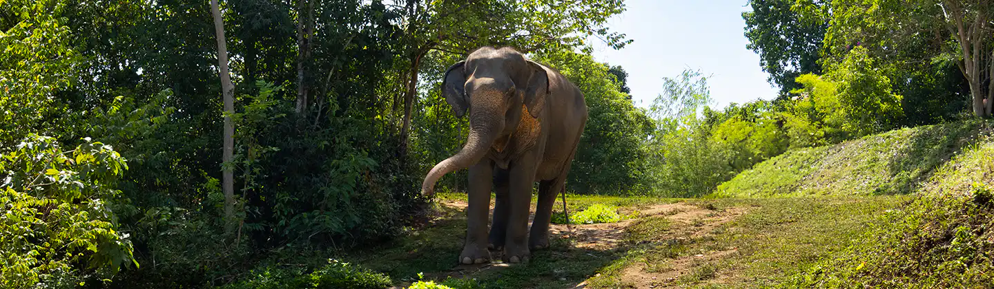 Samui Elephant Haven
