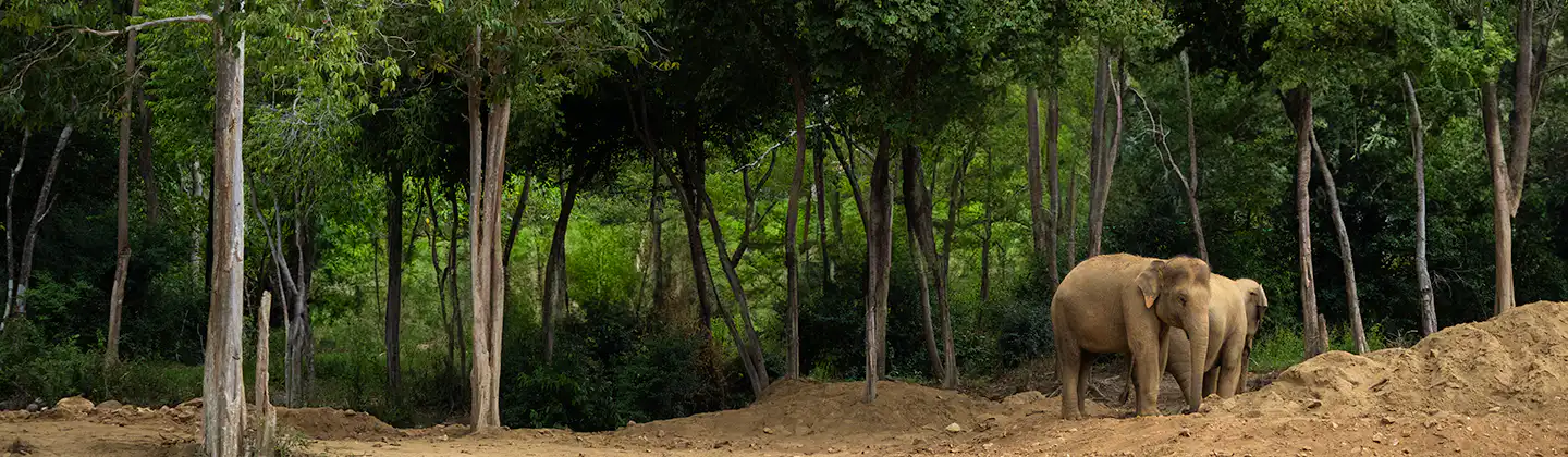 Samui Elephant Sanctuary