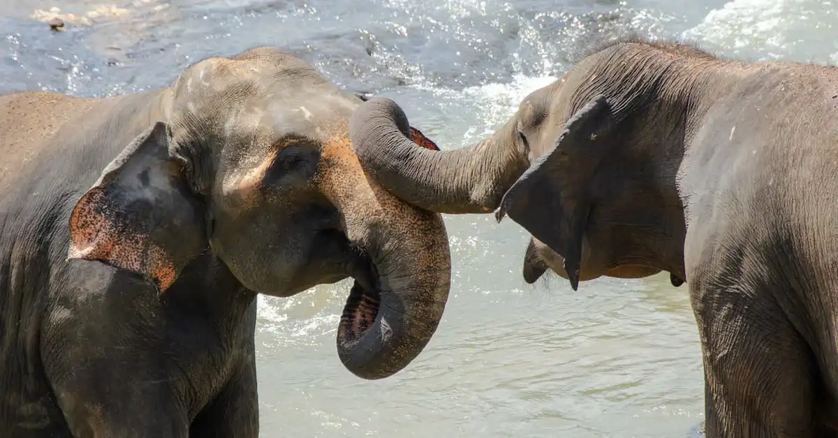 Two Asian elephants interacting in water at Samui Elephant Haven
