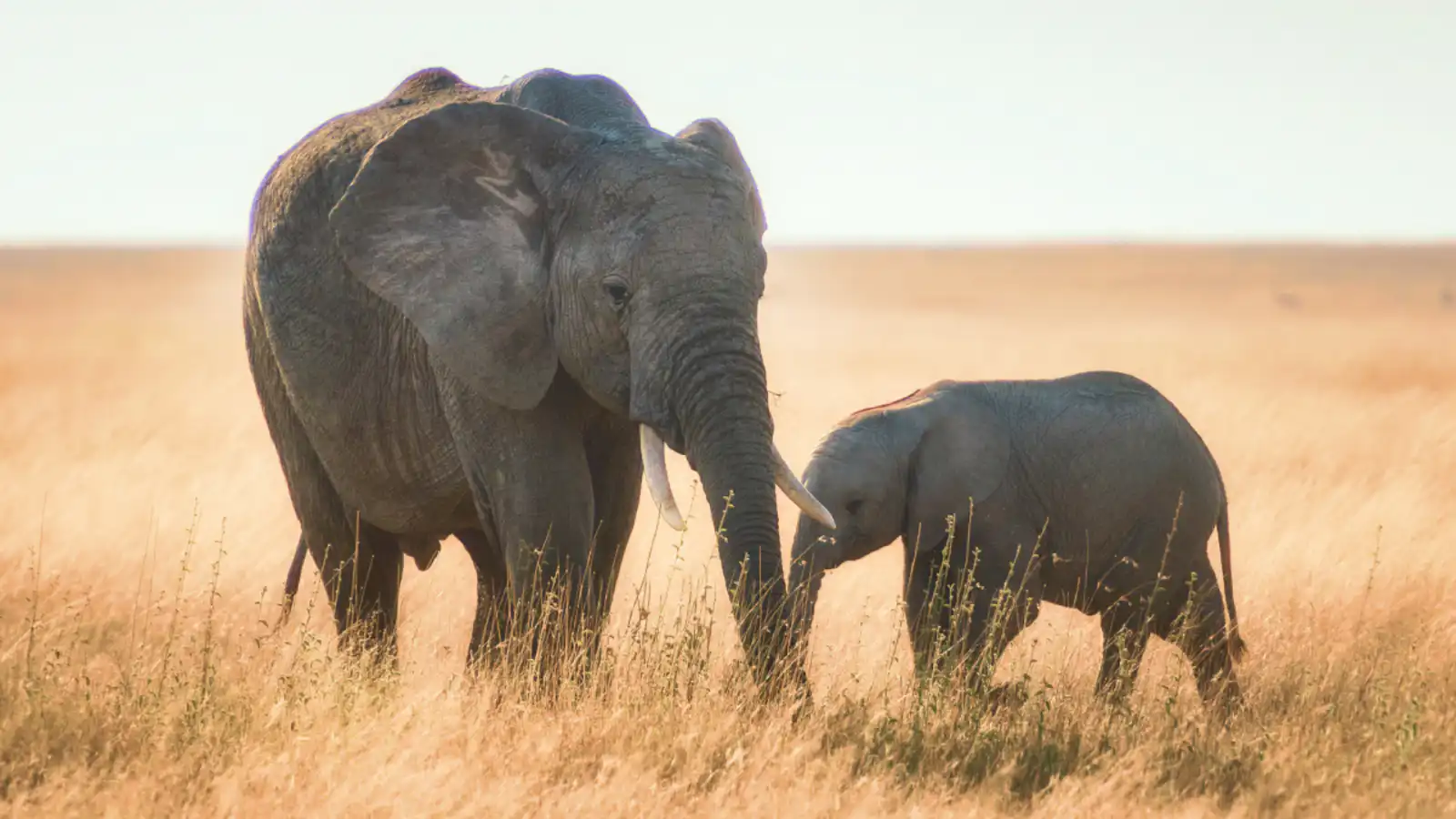 African elephant with its calf