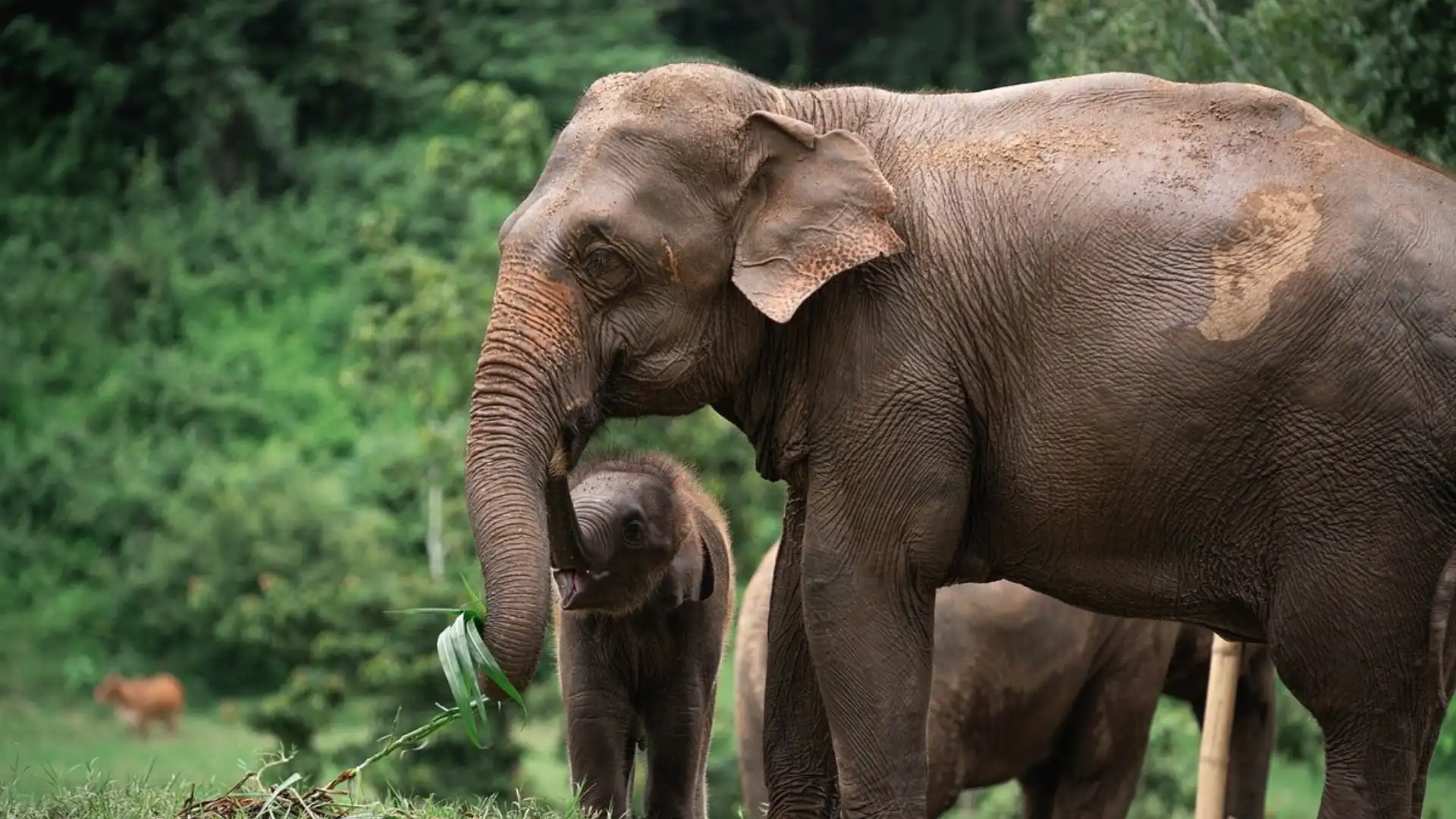 Elephants in a lush green forest