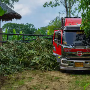 A Full Truckload of Pineapple stalks
