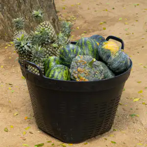 Basket of Mixed Fruits