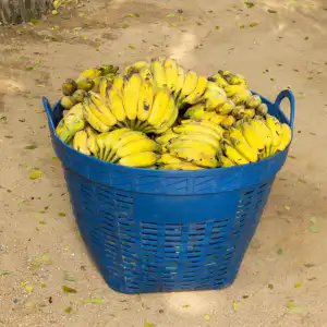 Basket of Bananas