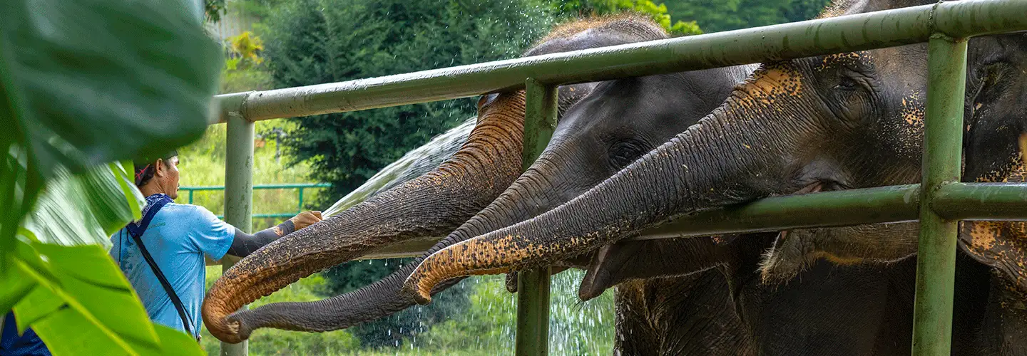 Elephant Bathing at Samui Elephant Haven
